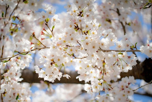 【イベント参加レポート】目黒川の桜まつりに出店しました！